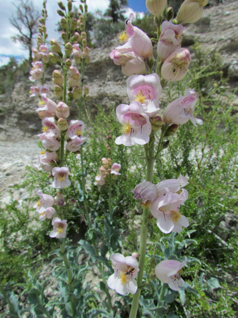 Palmer's Penstemon